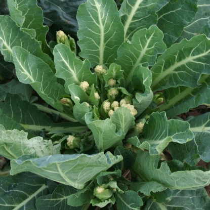 Picture of Broccoli Sprouting White - 12 plants - JUNE DELIVERY