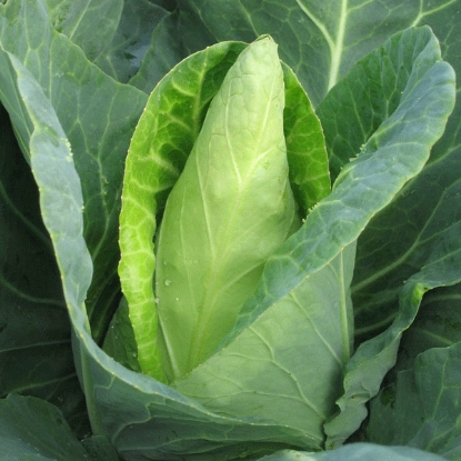 Picture of Cabbage Caraflex F1 - 12 plants - JULY DELIVERY