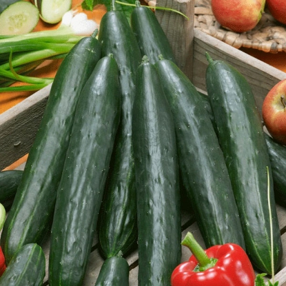 Picture of Cucumber Burpless Tasty Green - 3 x 9cm - JUNE DELIVERY