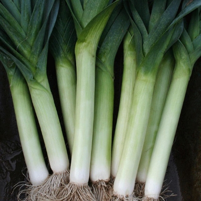 Picture of Leek Tornado - 12 plants - JUNE DELIVERY