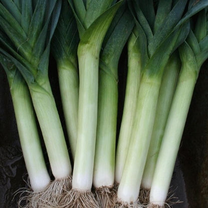 Picture of Leek Tornado - 12 plants - JULY DELIVERY