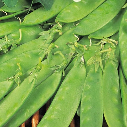 Picture of Pea Oregon Sugar Pod - 12 plants - JULY DELIVERY