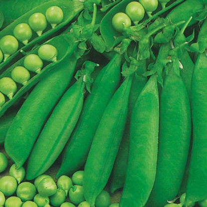 Picture of Pea Waverex (Petit Pois) - 12 plants - JULY DELIVERY