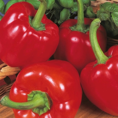 Picture of Pepper Sweet Bell Boy Plants - 3 x 9cm - JUNE DELIVERY