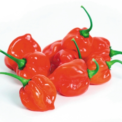 Picture of Pepper Chilli Scotch Bonnet - 3 x 9cm - JUNE DELIVERY