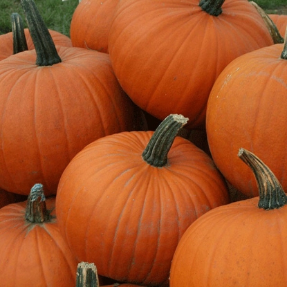 Picture of Pumpkin Racer F1 Vegetable Plants - 3 x 9cm Pots- JUNE DELIVERY