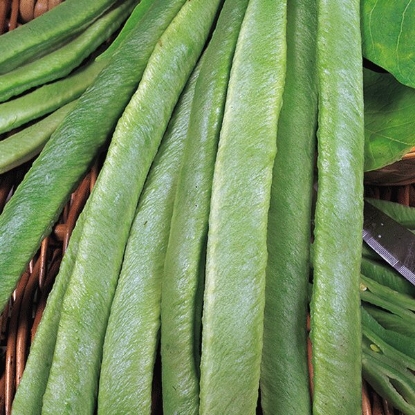 Picture of Runner Bean Streamline - 12 plants - JUNE DELIVERY