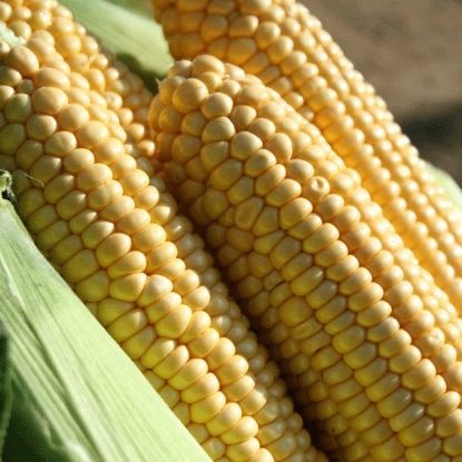 Picture of Sweetcorn Earlibird F1 AGM - 12 plants - JUNE DELIVERY