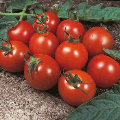 Picture of Tomato Alicante AGM - 3 x 9cm - JUNE DELIVERY