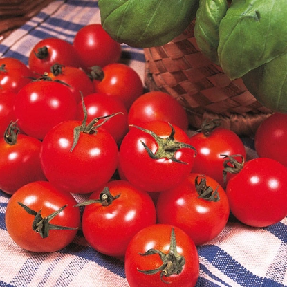 Picture of Tomato Gardeners Delight AGM - 3 x 9cm - JUNE DELIVERY