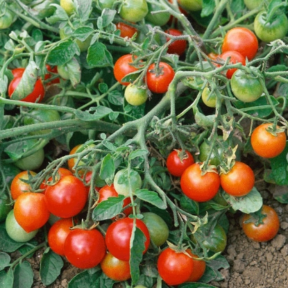 Picture of Tomato Red Alert Plug Plants - 3 x 9cm - JUNE DELIVERY