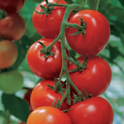 Picture of Tomato Shirley F1 AGM Plug Plants - 3 x 9cm Pots - JUNE DELIVERY