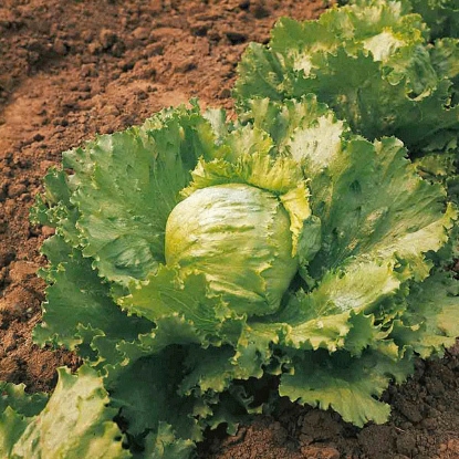 Picture of Lettuce Saladin (Iceberg) - 12 PLANTS - JUNE DELIVERY