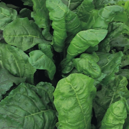 Picture of Spinach Renegade - 12 PLANTS - JUNE DELIVERY