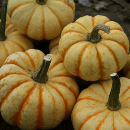 Picture of Squash Sweet Lightning Plants - 3 x 9cm Pots - JULY DELIVERY