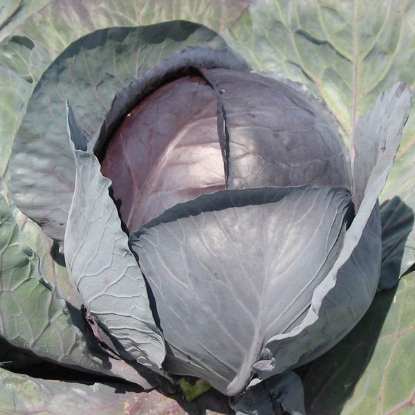 Picture of Cabbage Red Rovite F1 - 12 Plug Plants - JULY DELIVERY