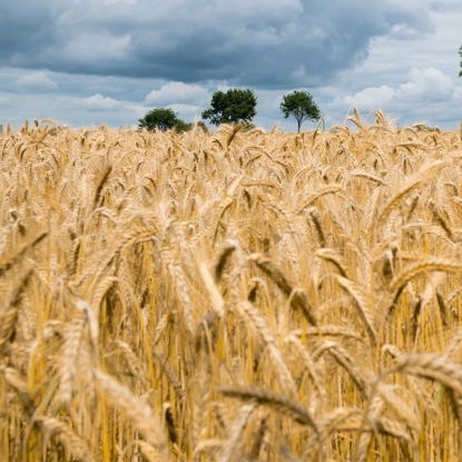 Picture of BARLEY - 200gm