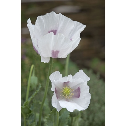 Picture of Papaver (Poppy Seeds) Maanzaad