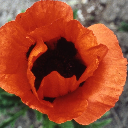 Picture of Papaver (Oriental Poppy) New Hybrids