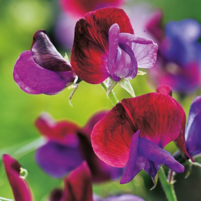 Picture of Wild Sweet Pea (Lathyrus Matucana)