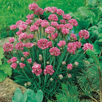 Picture of THRIFT or SEA PINK (Armeria marithina splendens) P