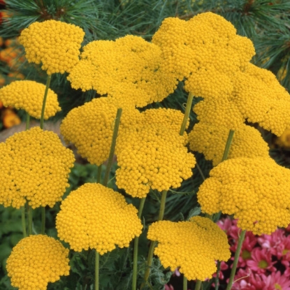 Picture of Achillea Cloth of Gold (A. filipendula)