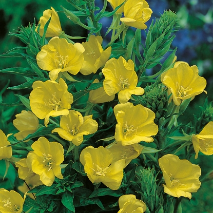 Picture of SALE - Evening Primrose Oenothera Missouriensis