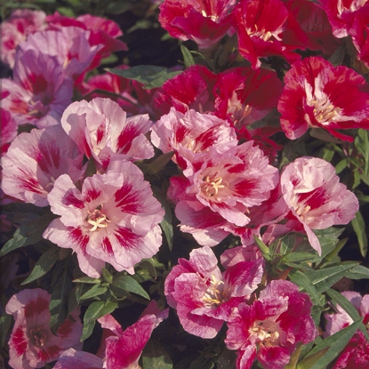 Picture of GODETIA or SUMMER’S DARLING  Single Mixed (G. grandiflora) HA