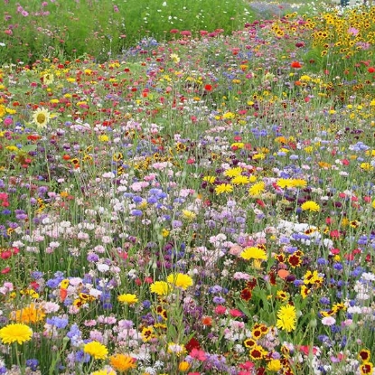 Picture of Prairie Mix Rigoletto - Country Garden Mix