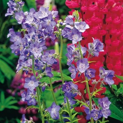 Picture of JACOB’S LADDER (Polemonium caeruleum) P