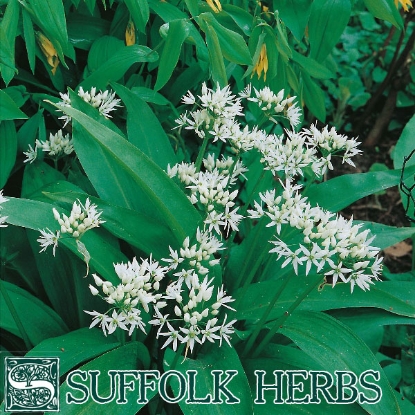 Picture of Garlic Wild Ramsons (Allium ursinum) HP-V