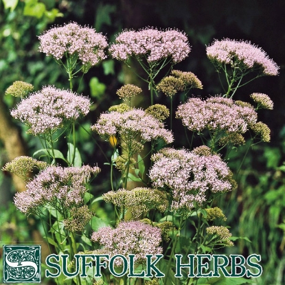 Picture of Hemp Agrimony (Eupatorium cannabinum) P