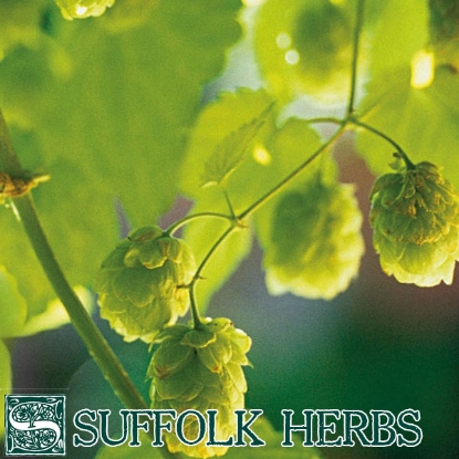 Picture of HOP (Humulus lupulus) P