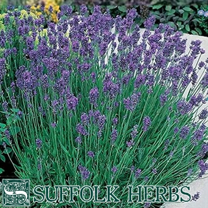 Picture of Dwarf Mixed Lavender, P Shrub