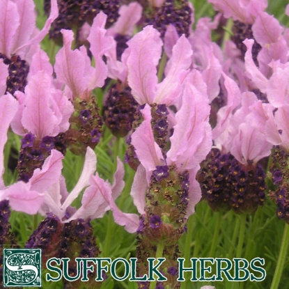 Picture of French Lavender (Lavandula stoechas) P Shrub