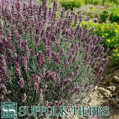 Picture of Hidcote Lavender (Lavandula angustifolia) P Shrub