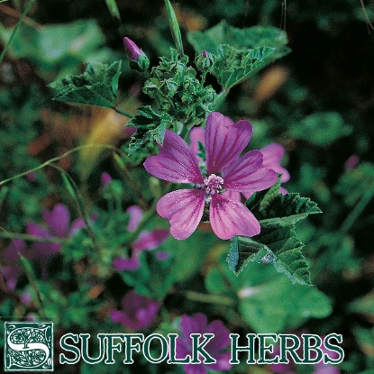 Picture of Common Mallow (Malva sylvestris) P