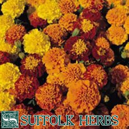 Picture of French Marigold (Tagetes Patula) HHA