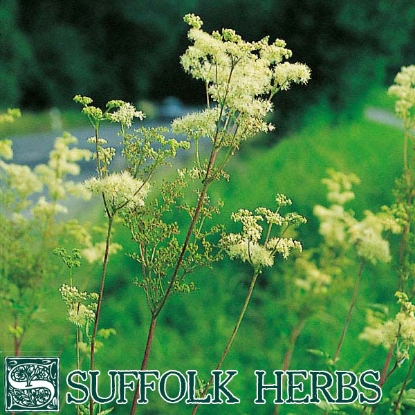 Picture of MEADOWSWEET (Filipendula ulmaria) P