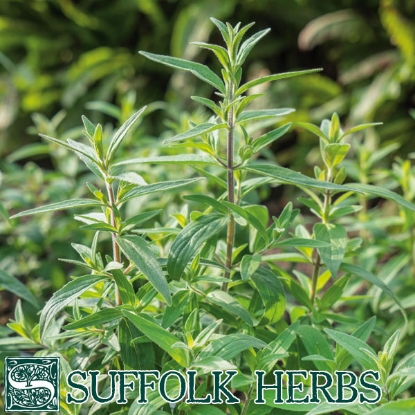 Picture of Mountain Mint (Pycnanthemum pilosum)