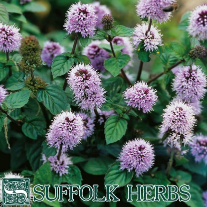 Picture of Water Mint (Mentha aquatica) P