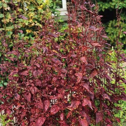 Picture of SALE - ORACH RED (Atriplex hortensis rubra) A