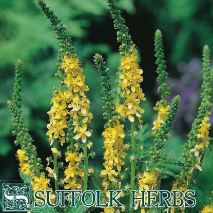 Picture of Agrimony Herb Seeds (Agrimonia eupatoria)