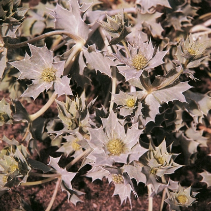 Picture of SEAHOLLY (Eryngium maritimum)