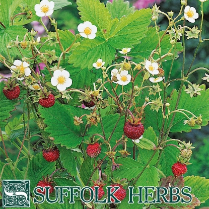 Picture of Wild Strawberry (Fragaria vesca) P