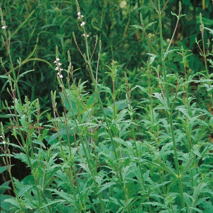 Picture of VERVAIN (Verbena officinalis) P