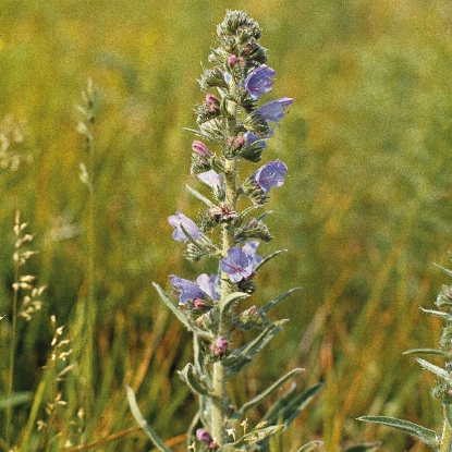 Picture of VIPERS BUGLOSS (Echium vulgare)