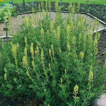 Picture of WELD DYERS ROCKET (Reseda luteola) Bi