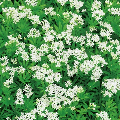 Picture of WOODRUFF SWEET (Asperula odorata) P-V