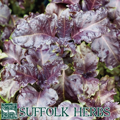 Picture of Purple Ruffles Basil